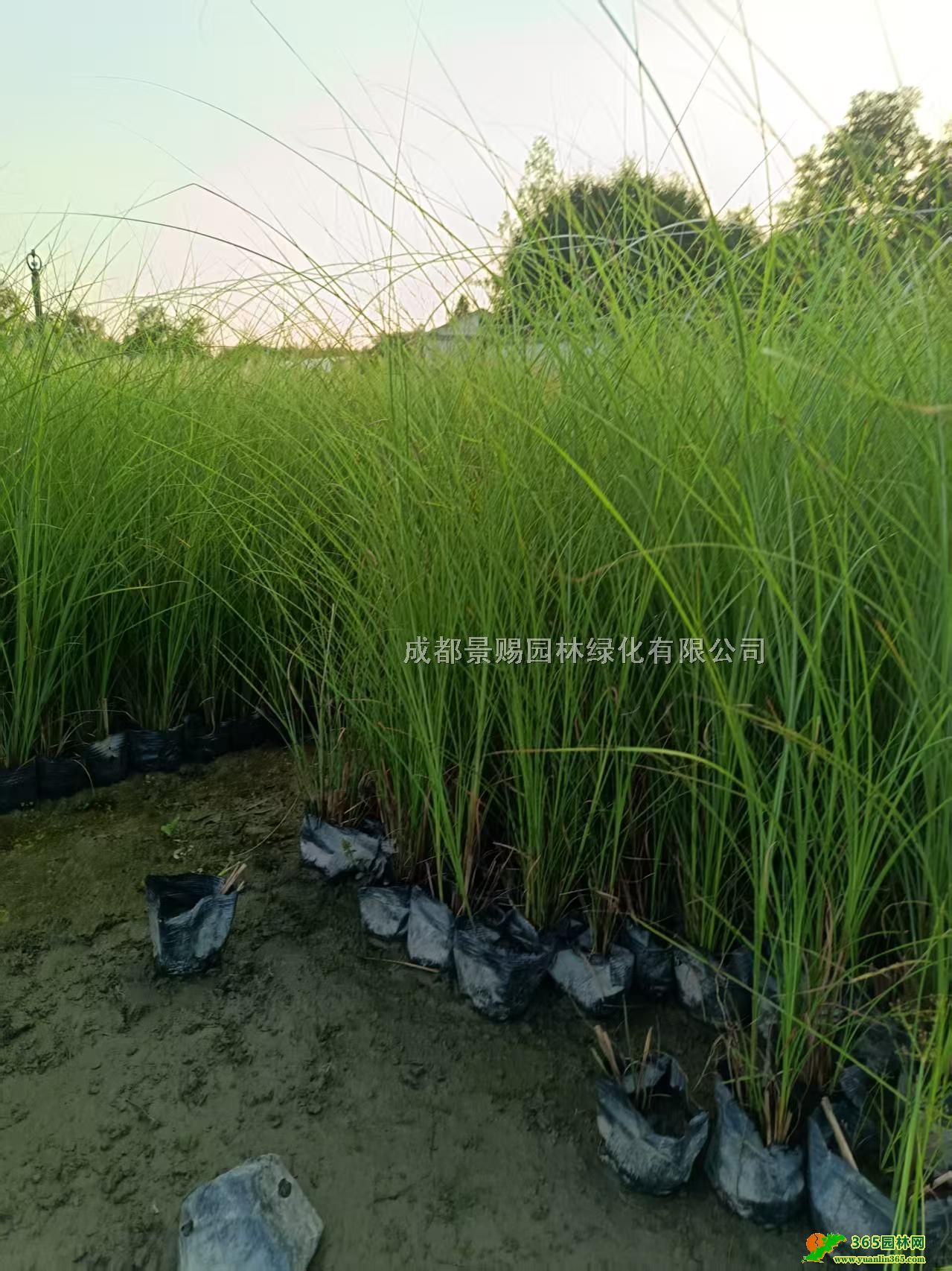 四川成都蒲葦種基地、批發(fā)40-60-80高蒲葦、蒲葦大杯出售