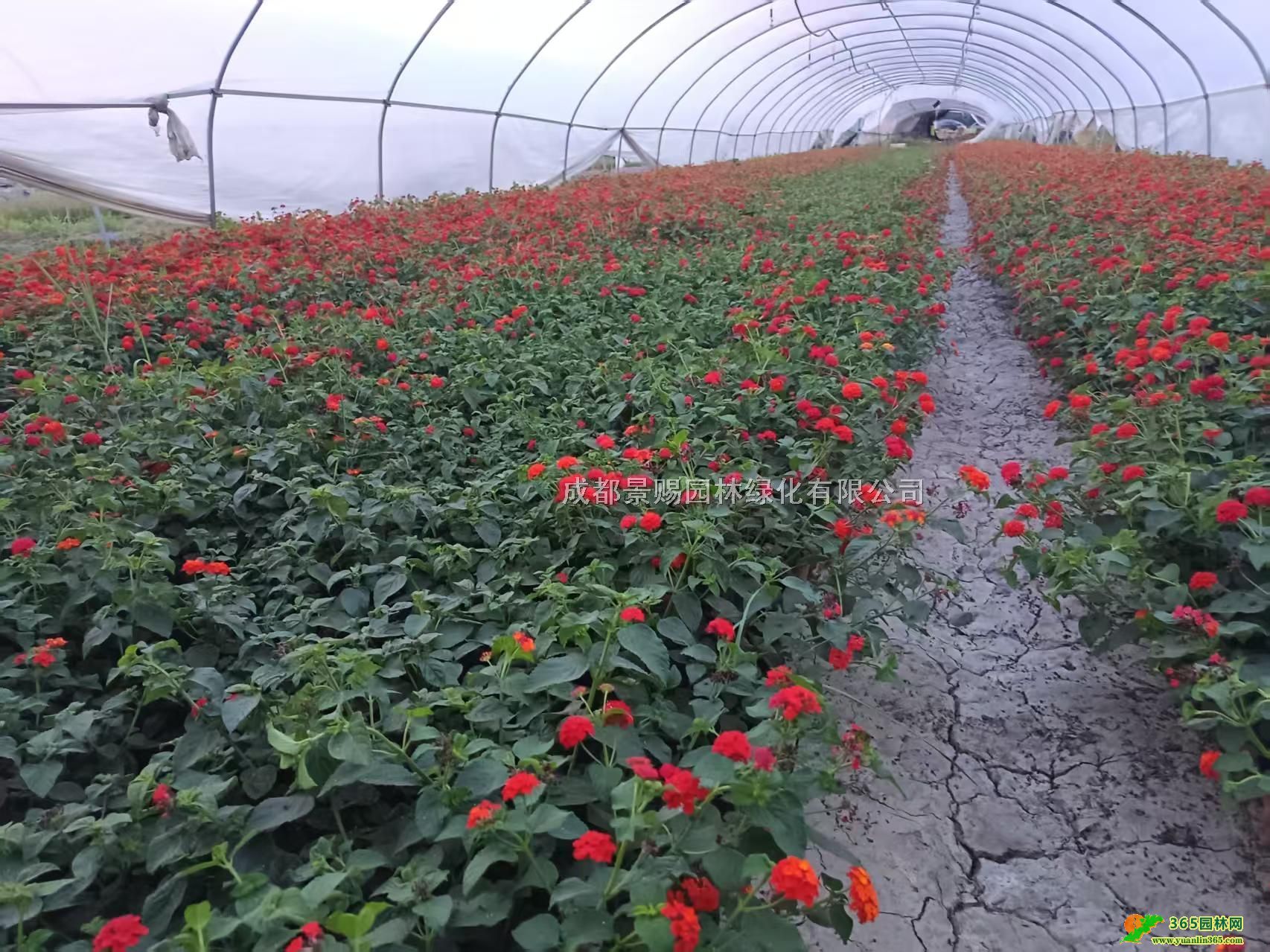 Ĵɶɫ÷lءɫ÷󱭼Сlؑc