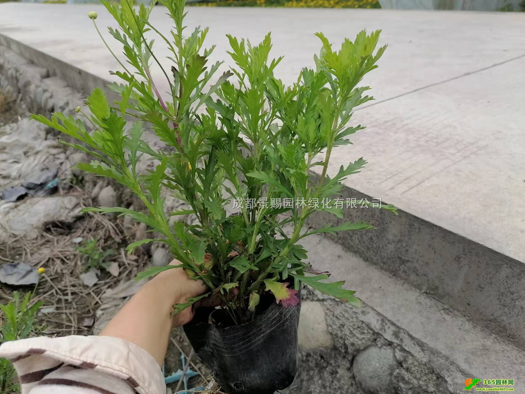 30ľմľСľl(f)a(chn)ľ