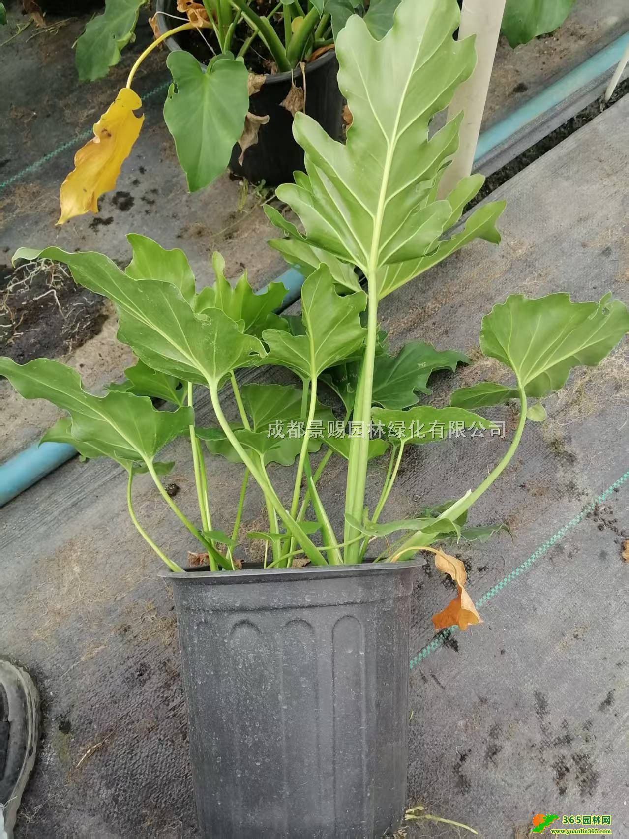 𹤳硢20-50ߴl(f)ءr