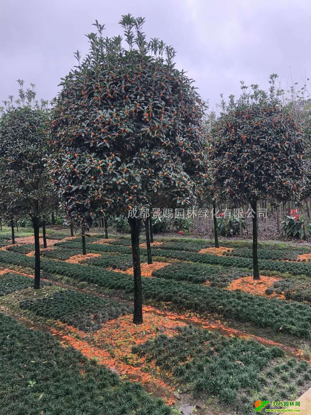 15-20-25ָߗUl(f)ĴɶƷ𻨷Nֲ