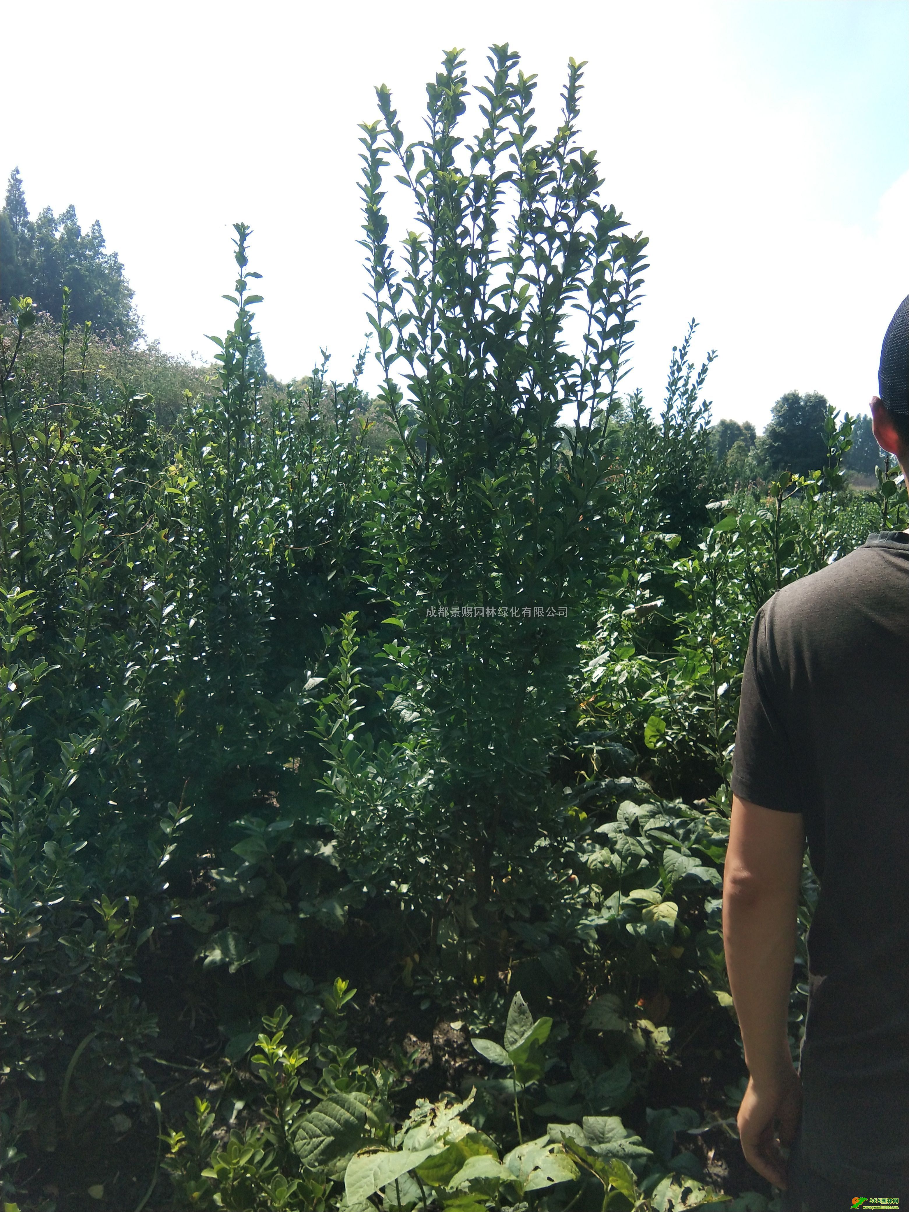 1-1.8׸f౭硢fëfྫƷS