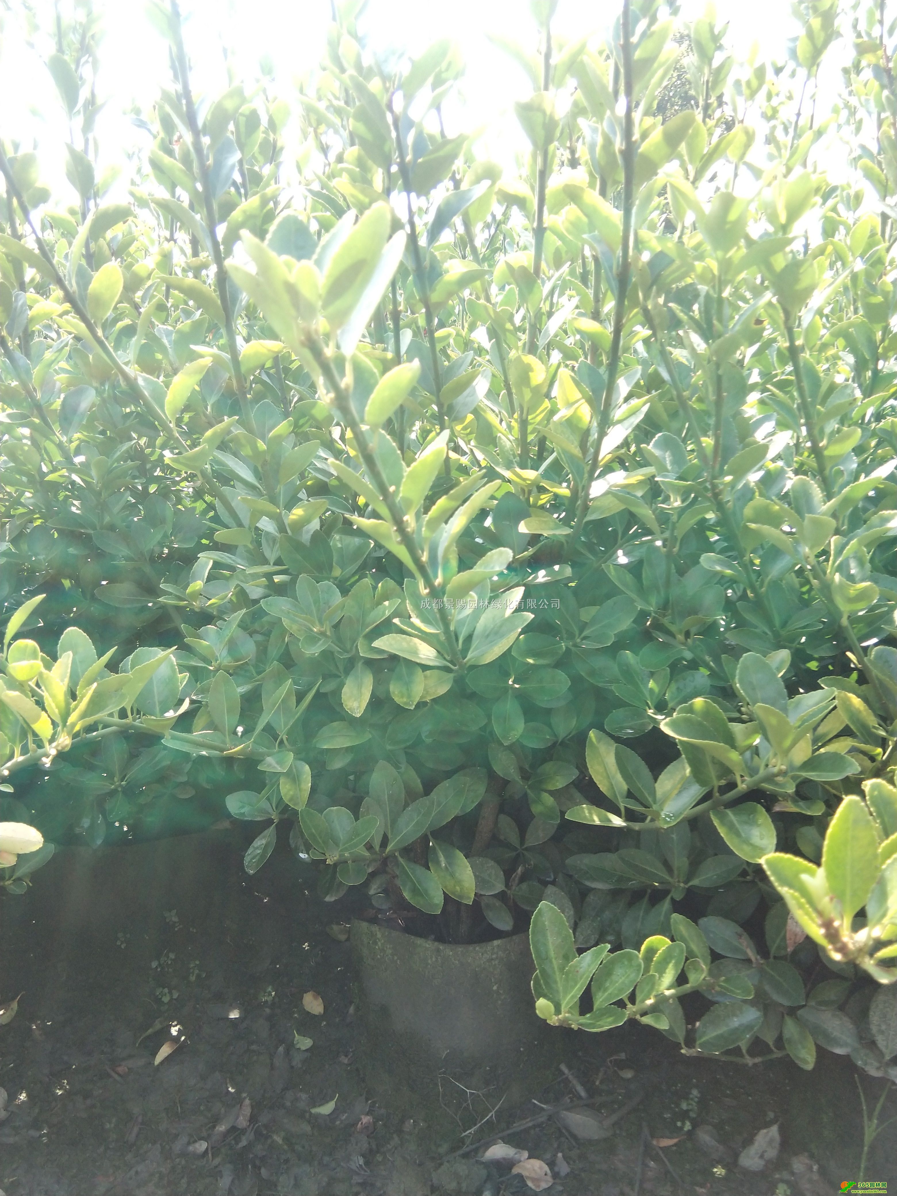 50-150ָ߶lìG硢Ĵlìl