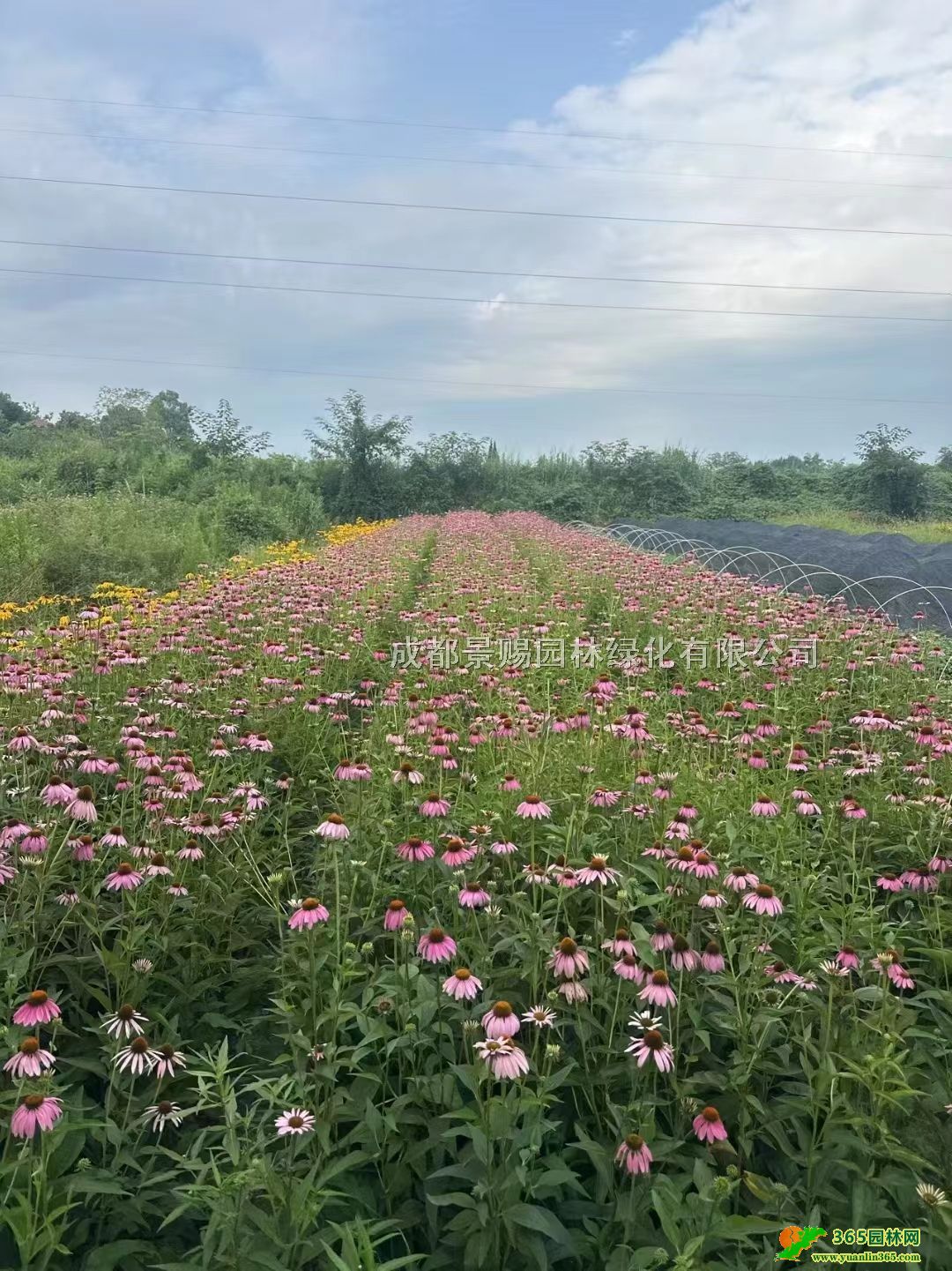 20-40ɹմ󱭡ɹռӁĴɶɹ