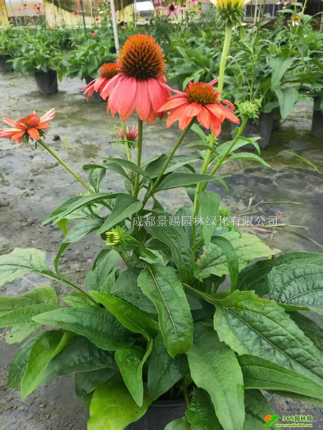 ɹջlɹմ󱭡ɹСɹվGС