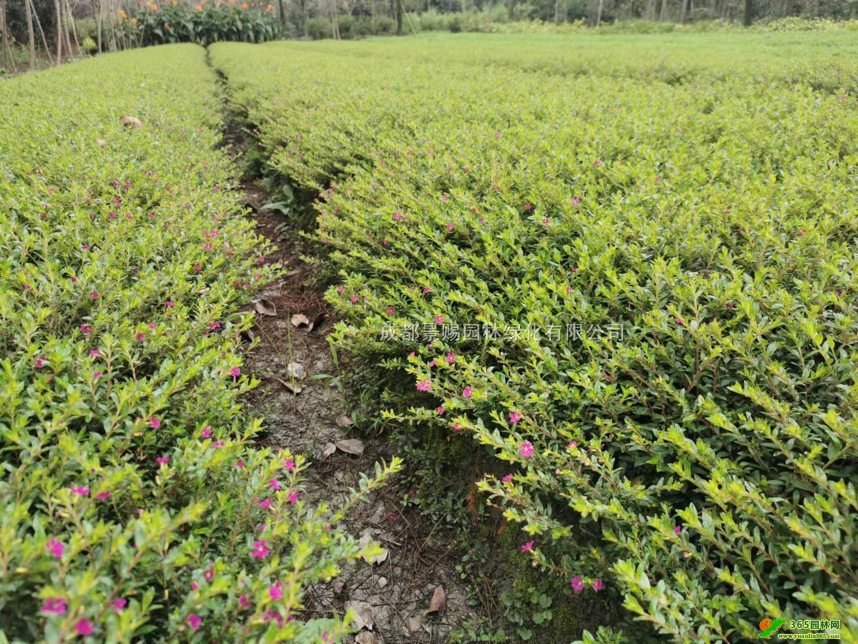 ؑcϻMǻĴϻMǴСpɫl