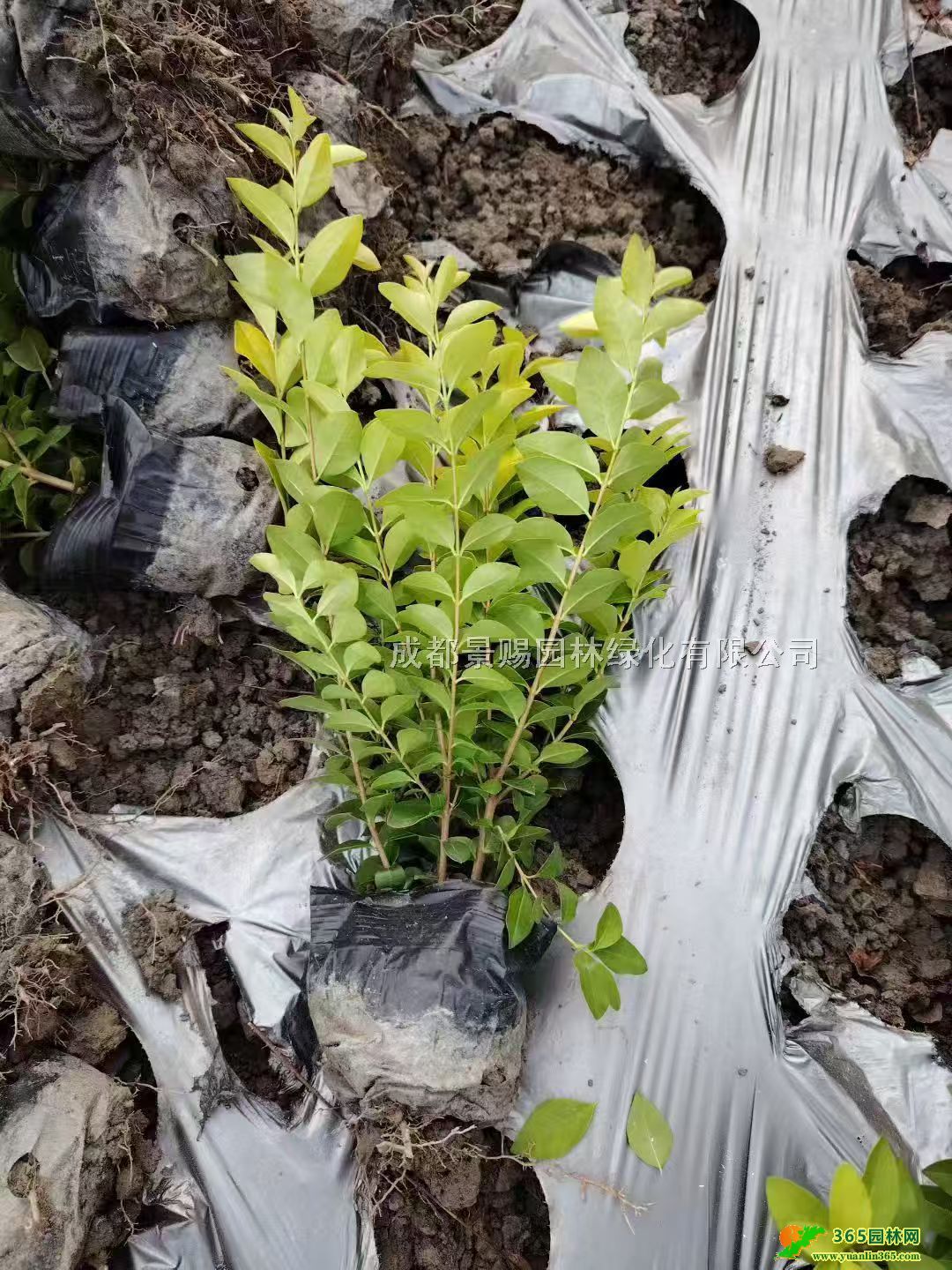 l~ŮؑNֲء30-40-50߽~Ůؑ