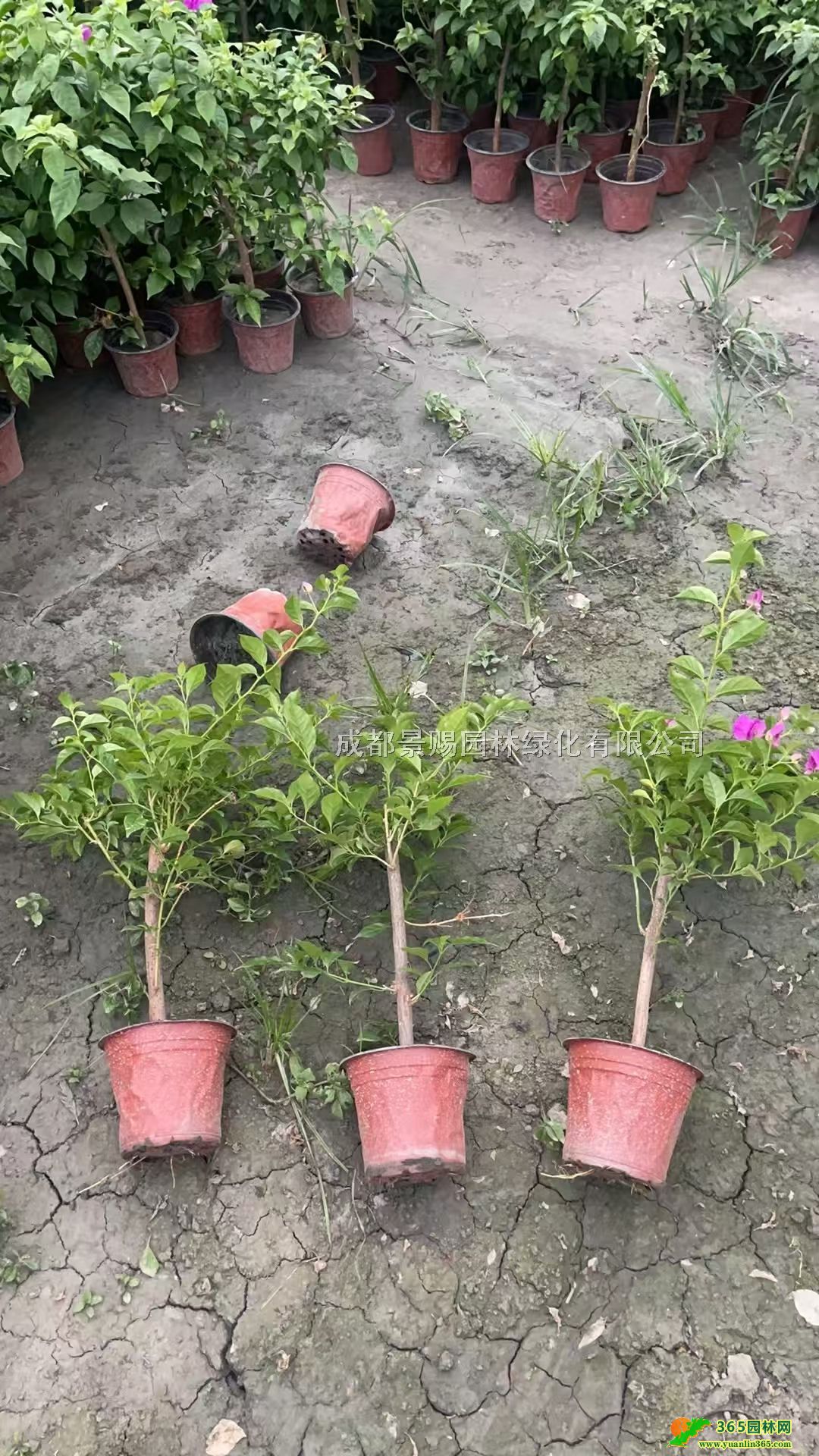 ÷硢Ʒ÷l(f)ϻ÷؃r