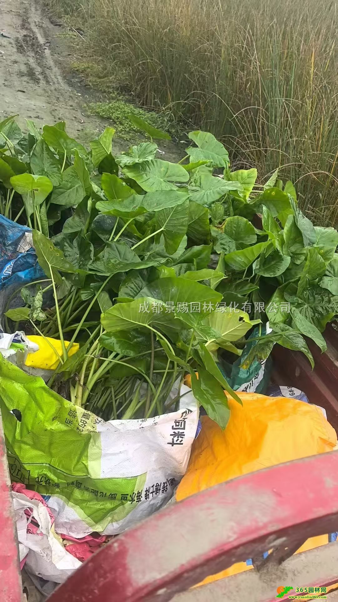 叢生海芋袋苗、精品海芋盆苗、海芋地苗籠子、海芋基地批發