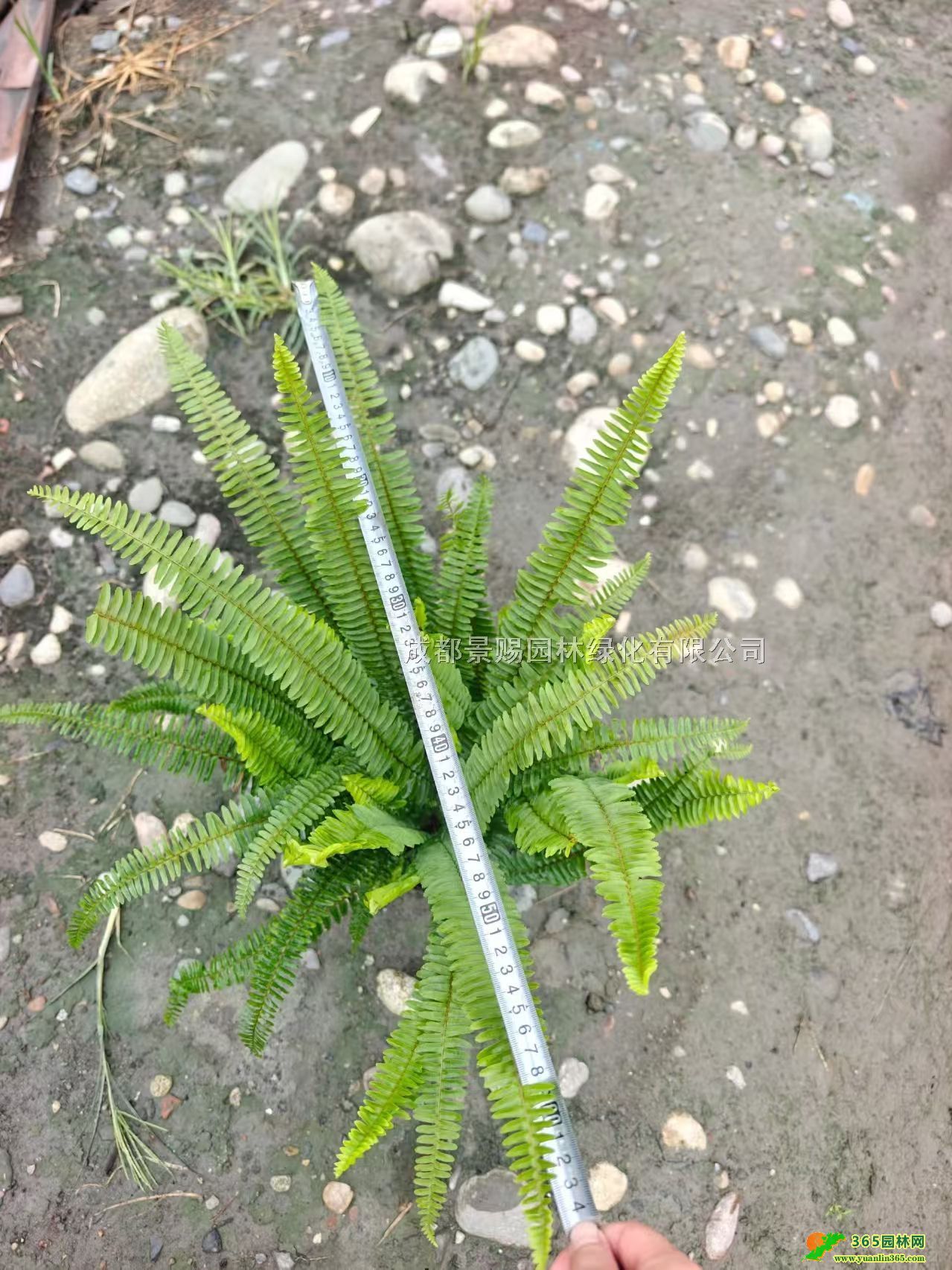 40ŹǲС硢ƷŹǲݻءŹǲݹl