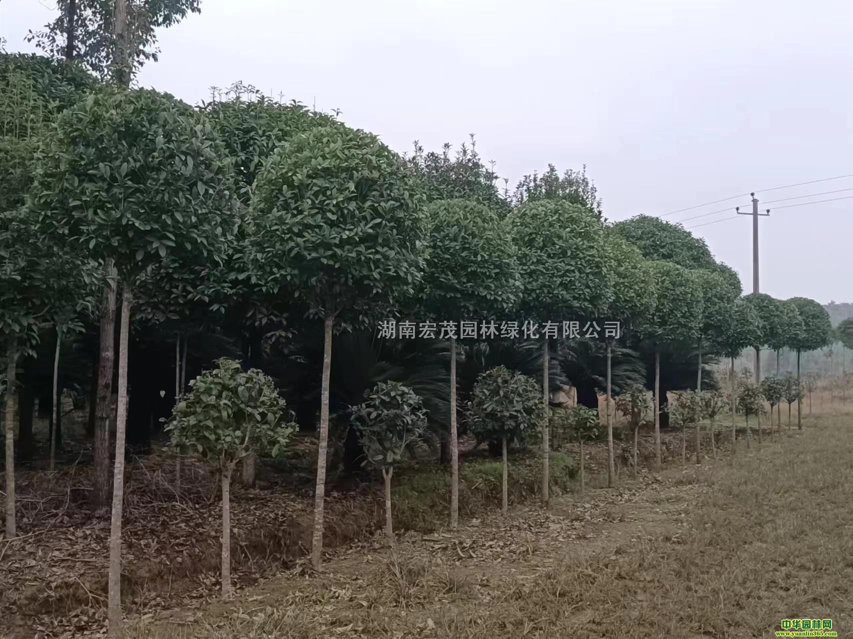 5-6CMƷ¹𻨣֦c120-160CMUֱ