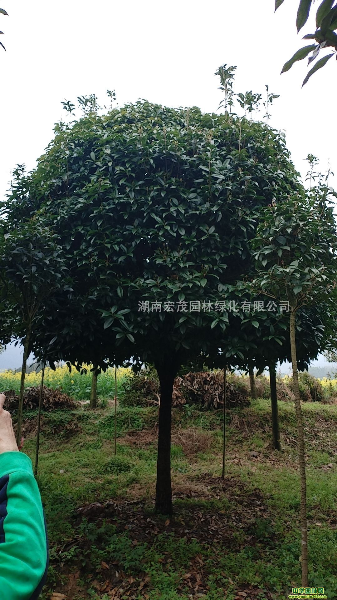 7-8CMƷ¹𻨣֦c120-160CMUֱ