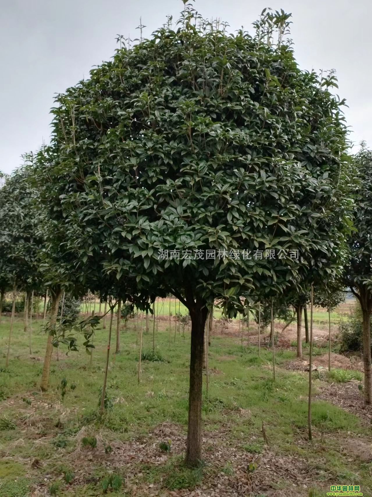 4-18CMҎ񲻵ȵľƷ𻨣֦c12-20CM