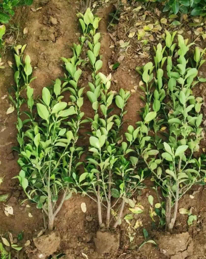 ~Sӱ~SrļGϵl_ֱl