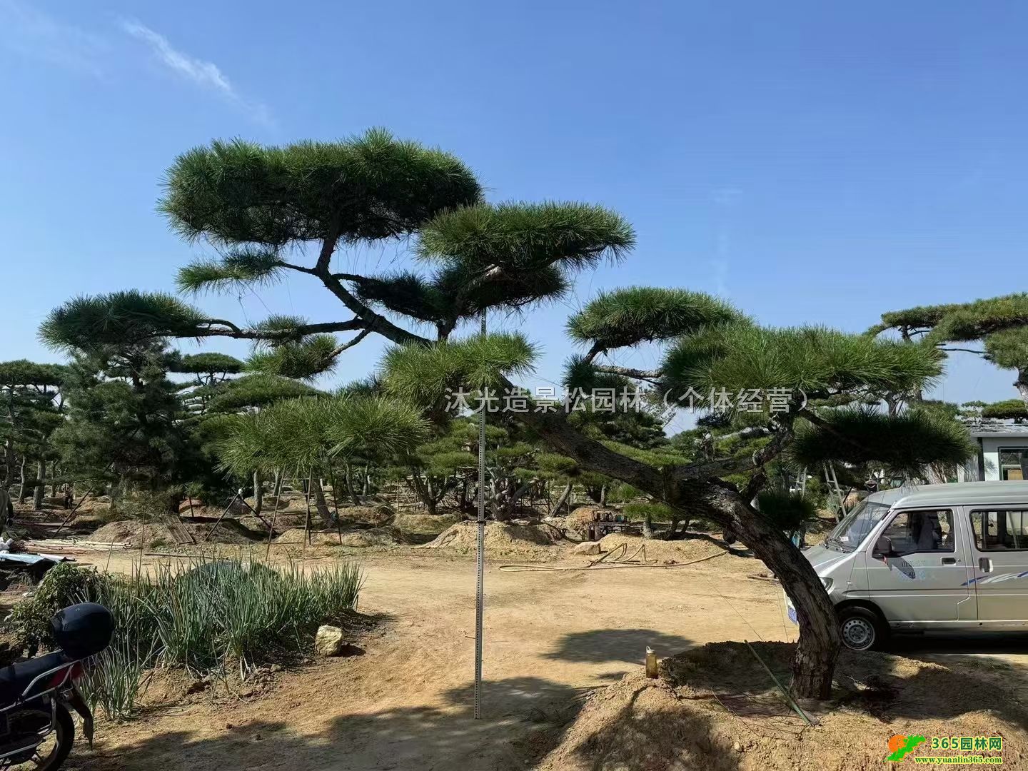 沐光造景松園林(個體經營)