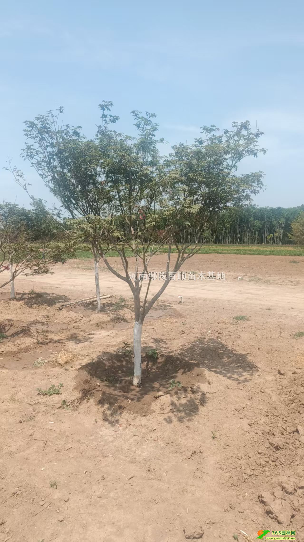 ձt硢ձtl(f)ءձt3-20