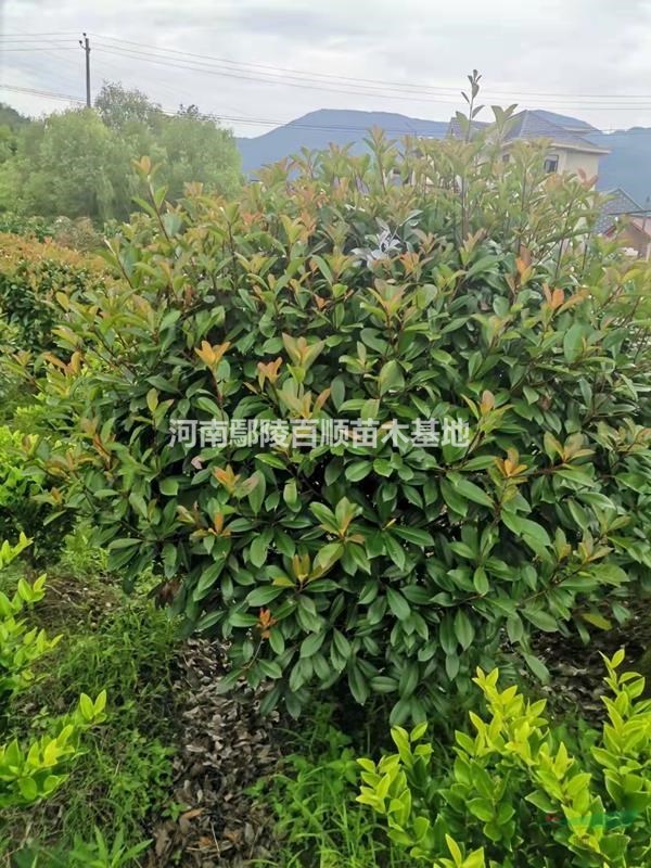 t~ʯ򡢼t~ʯءt~ʯr񡢾Ʒt~ʯ