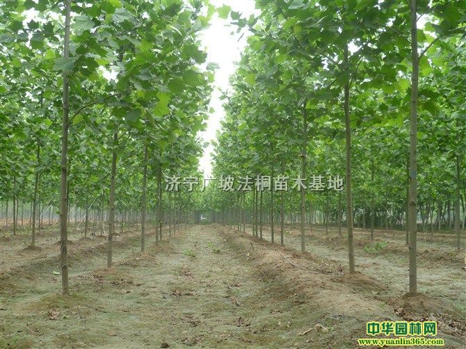 5ͩͩľȸNGľ