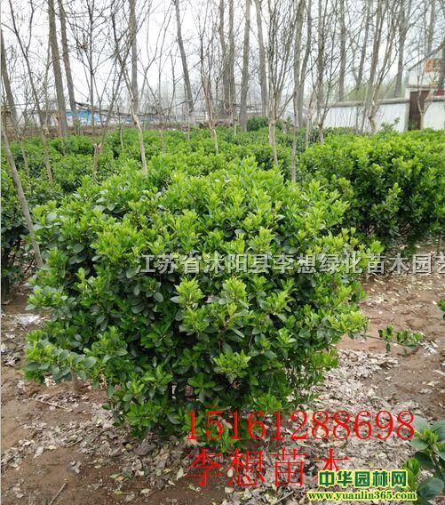 С~S򡢽~ŮؑС~Ůؑ