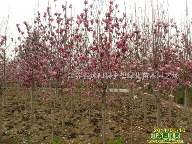 VtסSϣm.Rľ.tľS𻱡t