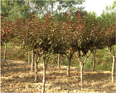 DϚgˮɼ~桢tľ