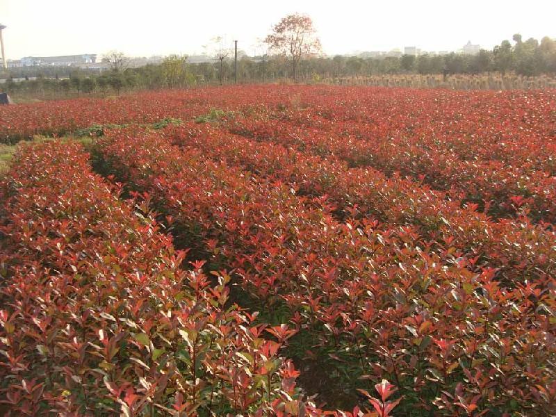 紅葉石楠小苗、紅葉石楠杯苗、紅葉石楠球