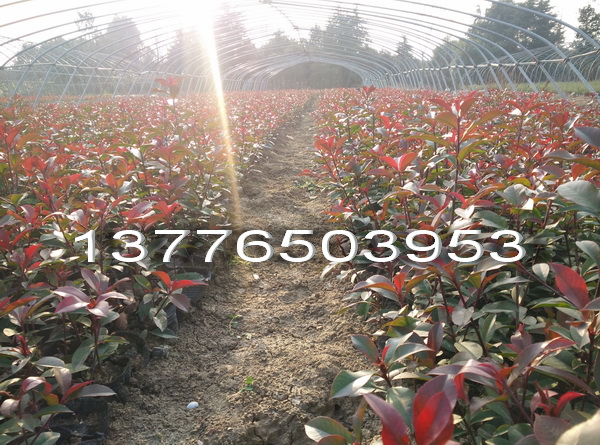 t~ʯ骃rϾt~ʯ骃r