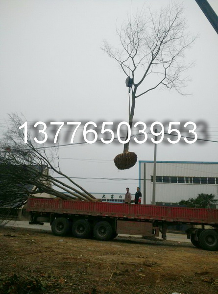 20֘䡢SBľܘ䣨ȫڣ