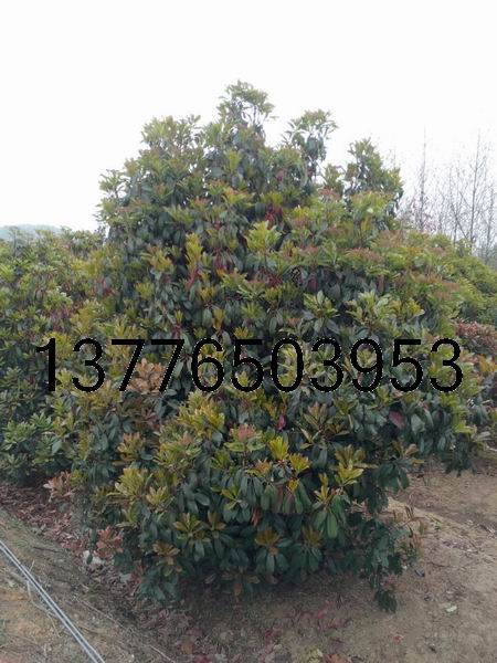 ʯ骡ʯ骡ʯ骡ʯ骸Ҏ