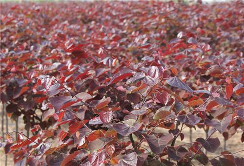 ôGr(ji)񡢼t~GԻl(f)r(ji)