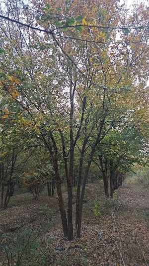 ΗUͅ܃r(ji)քeX(qin)