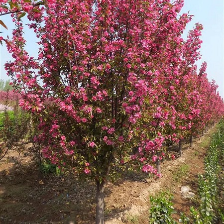 ̎һ10-12-13ֱăr񳬵