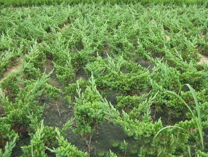 lì..С~.ļõ.ƽ֦.ľ