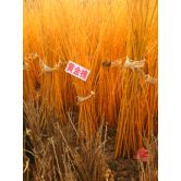 、2-8公分的黃金槐