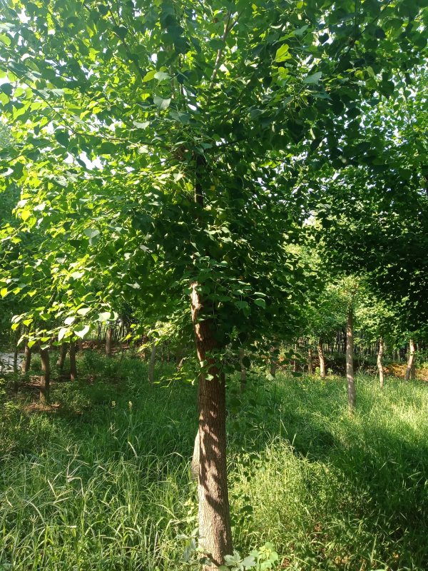 Ҫ3-6ǗrǗDƬǗa