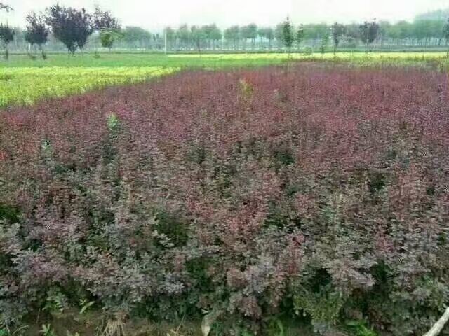 40-60߼t~Сރr񡢼t~СވDƬֱl