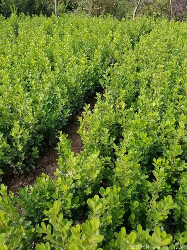 С~SrС~SDƬС~S