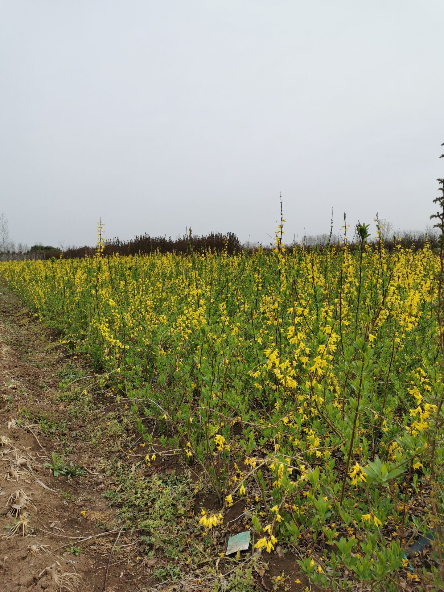 BNBNBNrBNDƬKBNֱN