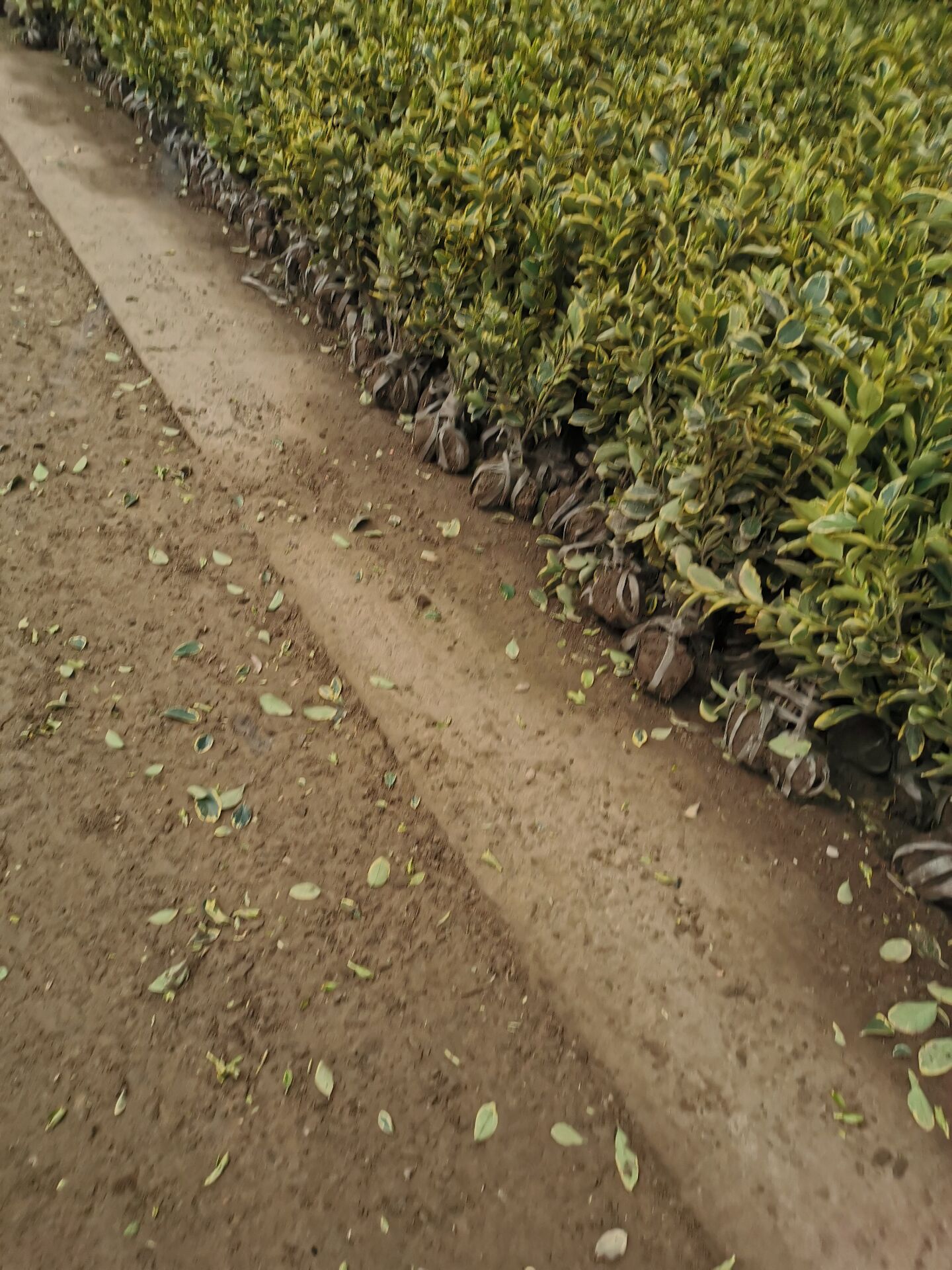 30-50߽߅S߅SС硢硢