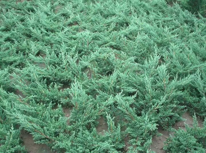 30-60LذذСذع