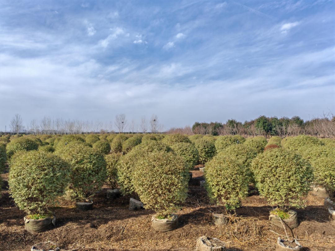 yСϞ50һ200փryСϞaֱN