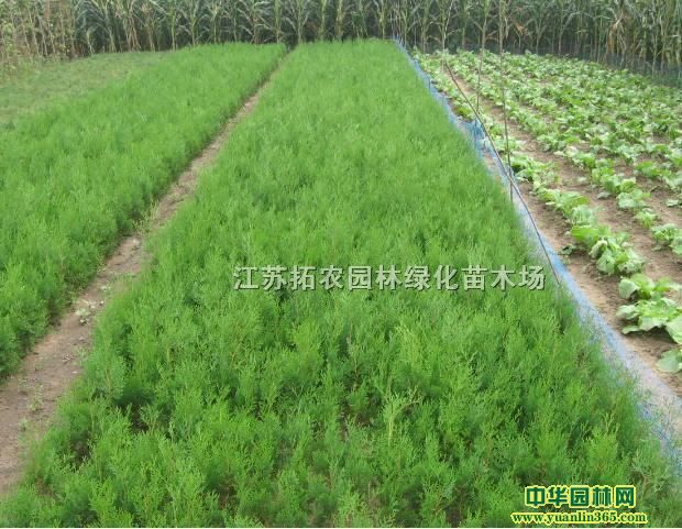 Ȱءءءɳذء̰ءءu