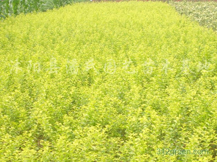 С~Ůؑ硢硢S硢~Ůؑ