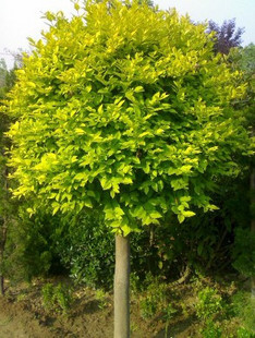 С~S򡢶򡢼t~ʯ򡢻