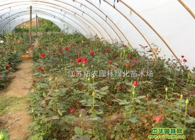 ƷN¼tñ¼Sñ¼ذ¼S¼