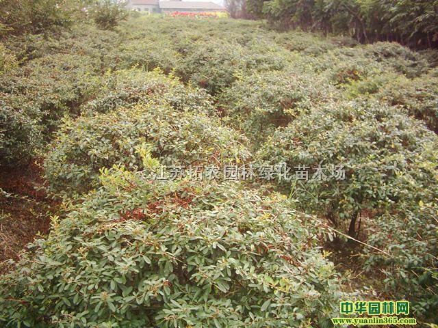 򡢺ͩҘ䡢ľȡD÷t÷