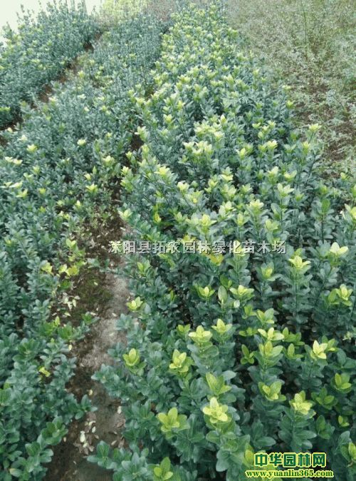 40ִ~Sr50ָ߶ȴ~Sr60փr