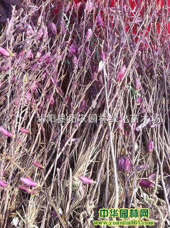 50mСr80ָ߶mСr1׃r