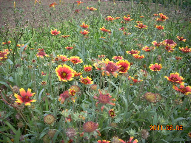 ˾աɹmuľ߱޾աر