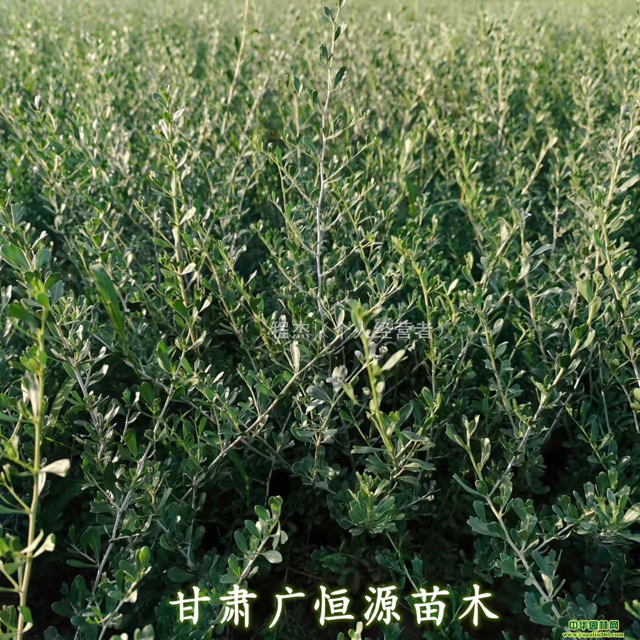 ״С硢״硢30-70ְ״